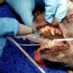 How Often Do Pets Need Their Teeth Professionally Cleaned?