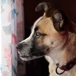 A dog is looking out a window with floral blinds