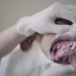 The Impact of Gum Disease in Pets