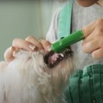 Do Dogs and Cats Need to Have Their Teeth Brushed?