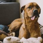 Dogs Go Through a Stubborn Teen Phase Just Like Us