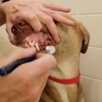 How to Brush a Dog and Cat’s Teeth