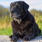 A senior black Labrador retriever is sitting on gravel outdoors
