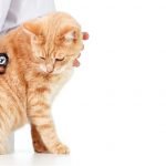 A veterinarian is examining an orange tabby cat using a stethoscope