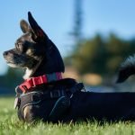 A small black dog is laying on the grass in the park wearing a harness and collar