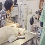 A dog is intubated on an examination table at a veterinary clinic