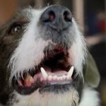 A dog with white and black hair has their mouth open exposing their lower teeth