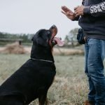 Dog Training Basics: The Beginner’s Guide to Training Your Dog