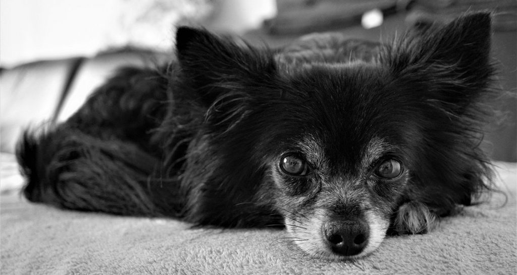 A black and white image of a long-haired Chihuahua laying on a couch