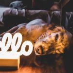 Study Shows Dogs Process Language Much Like Humans