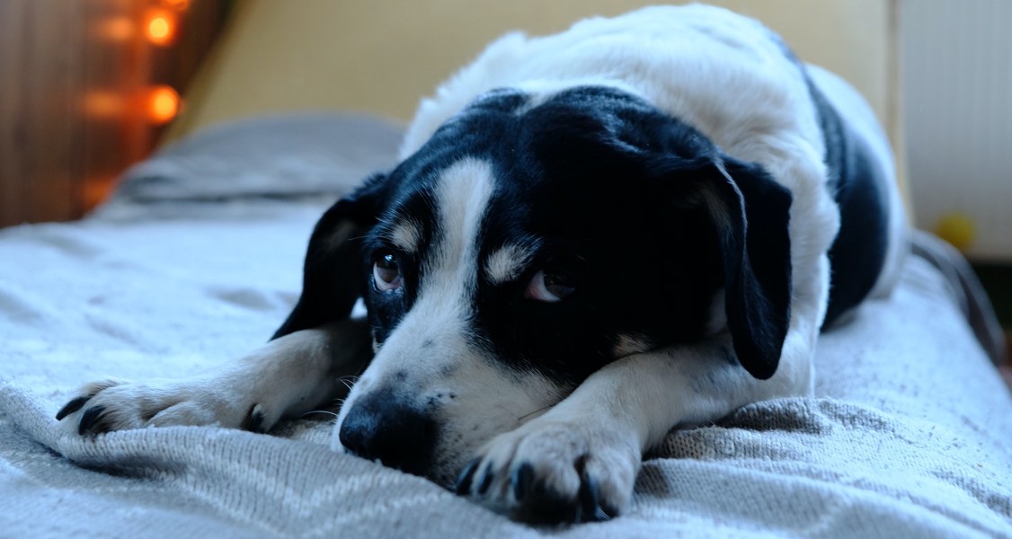 Do Surviving Pets Grieve The Loss Of Another Pet Healthcare For Pets