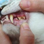 A cat is having its lips pulled open showing signs of gingivitis