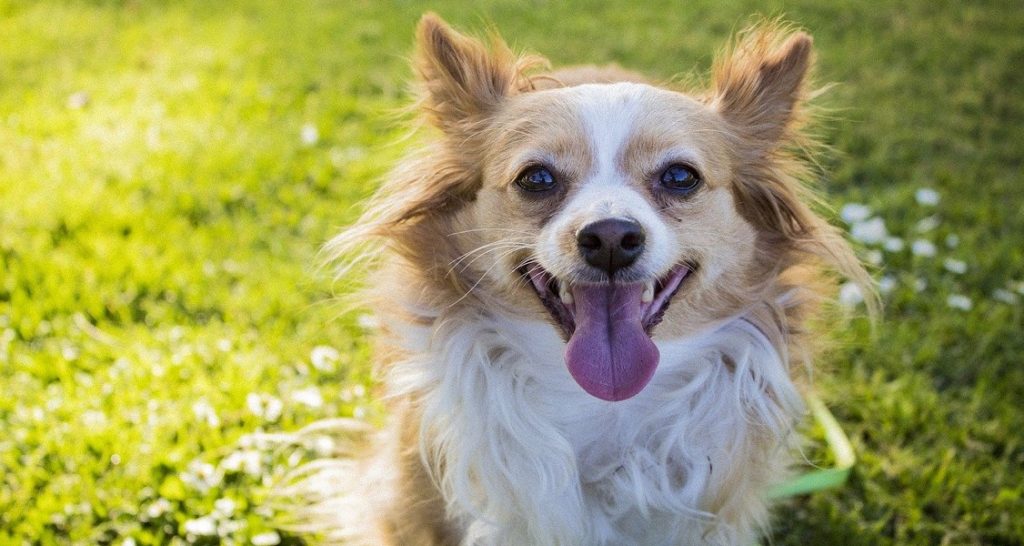 A long-haired Chihuahua is smiling with its mouth open and tongue sticking out while outside in the grass