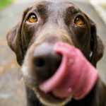 What to Do if Your Dog Eats Chocolate?