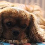 A Cavalier King Charles Spaniel is lying on a multicolored blanket