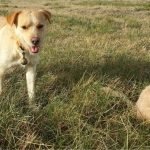 A dog and cat are situated close together in a grass field