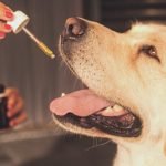 A Yellow Labrador Retriever has its mouth open to receive CBD oil from a dropper