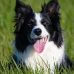 A Border Collie is laying in the grass with its tongue sticking out