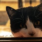 A tuxedo cat looks through a window
