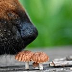 The Facts Around Dogs Eating Mushrooms