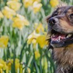 Dog in front of yellow daffodil flowers