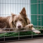 Survey finds a need for pet care during hospitalizations