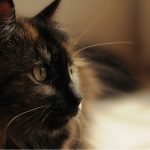 Cats can track your ‘invisible presence’ using only their ears