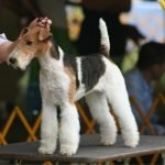 The eccentric dog breeds that vanished