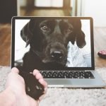 DogPhone could empower ‘pandemic pups’ to stay in touch with their owners