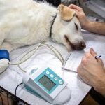 Most Americans Have Pets. Almost One Third Can’t Afford Their Vet Care.