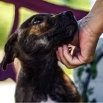 Social Workers in Animal Shelters: A Strategy Toward Reducing Occupational Stress Among Animal Shelter Workers