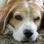 ‘We Run End of Life Hospice Care For Pets’