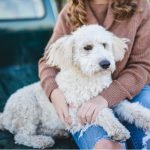 Domestic Violence Affects Pets, Too