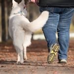 It’s time we recognize pets as a public health strategy