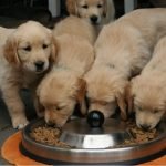 More Pets Being Fed Homemade, Raw Diets, U of G Research Reveals