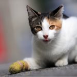 Meet the ‘AdvoCat’ who fosters and celebrates cats with disabilities