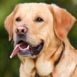 Research shows rising cost of breed-specific conditions in British dogs