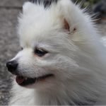 Small dog breeds at highest risk for dental disease, largest study confirms