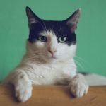 Why You Should Blink at Your Cat