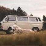 Planning a trip with your dog? Here are 10 ways to make it stress-free for both of you