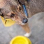 Rapper celebrates animal rescue while dispelling stereotypes about pet ownership