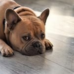 First UK hairless French bulldog litter prompts ‘extreme breeding’ concerns