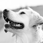 How Dogs Led the Way to Earli’s First Human Clinical Trials