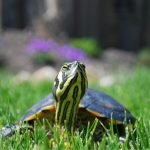 Big, small or in between, wild animals should not be pets