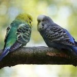 What is speciesism and why should we reject it?