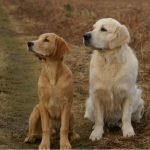 These golden retrievers learned how to hug — here’s how to train your dog