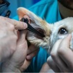 Veterinarians face higher rate of death by suicide than general population