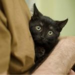 ‘Cat Daddies’ is All About the Ways Cats Bring Humans Together