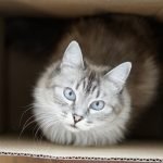 Why do cats love boxes so much?