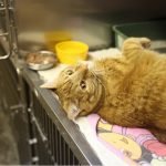 Los Angeles ‘pet boom’ hounds already-struggling pet care industry